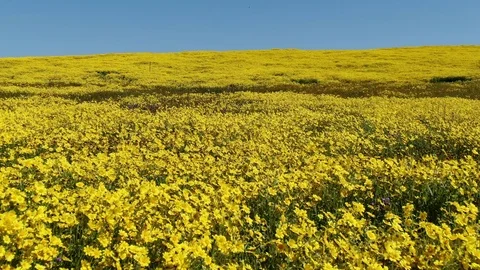 Close Fly Over Goldfields Purple Tansy Flowers Super Bloom Near Carrizo Plain Video stock 106272278