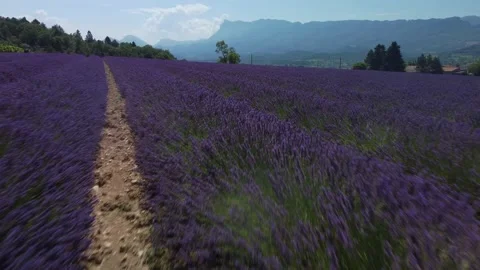Close Fly Over Rows of Blooming Lavender Field Tilting Up at Mountains in Summer Stockbeeldmateriaal 160003160