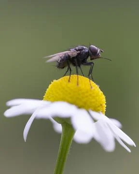 Close-up of a fly perched on a flower Stock Photos