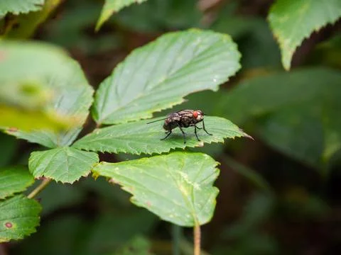 Close up fly perched on a leaf Stock Photos