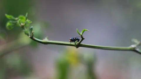 Close-up of a fly perched on a plant stem Foto stock