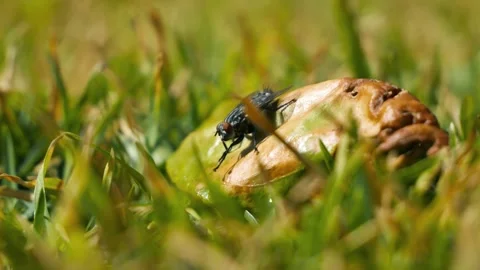 A close-up of a fly perched on a rotting leaf Stock Footage 290114242