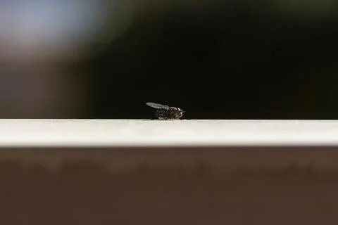 Close up of a fly perched on a terrace ledge about to take flight Stock Photos
