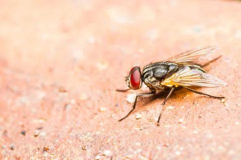 Close up of fly Stock Photos