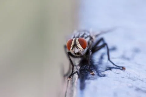 Close-up of a fly Stock Photos
