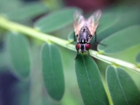 Close up of fly Stock Photos