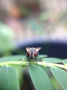 Close up of fly Stock Photos