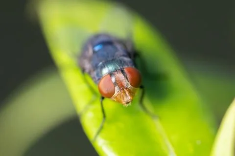 Close up to the fly Stock Photos