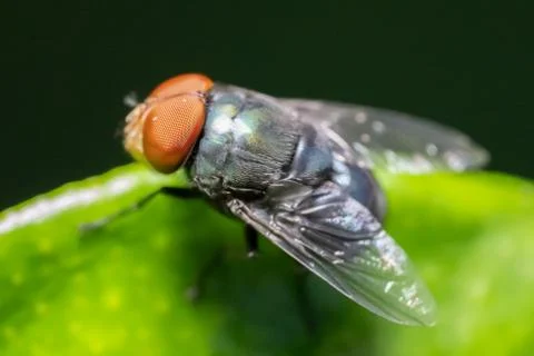 Close up to the fly. Stock Photos