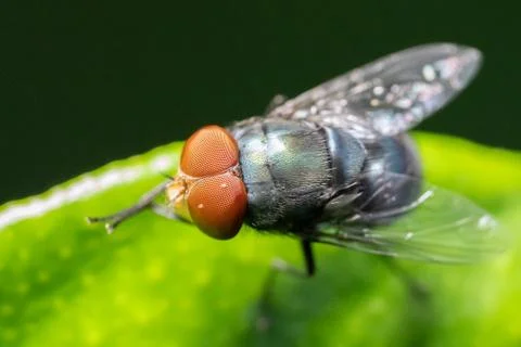 Close up to the fly Stock Photos