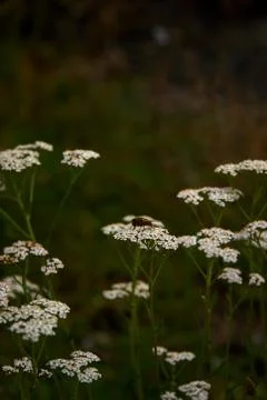 Close up from a fly Stock Photos