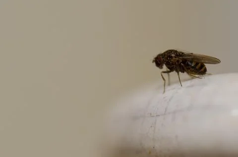 Close up of a fly. Stock Photos