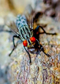 A close up of fly Stock Photos
