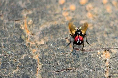 Close up of a fly Stock Photos