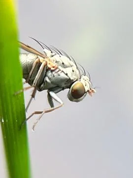 Close-up of a fly Stock Photos