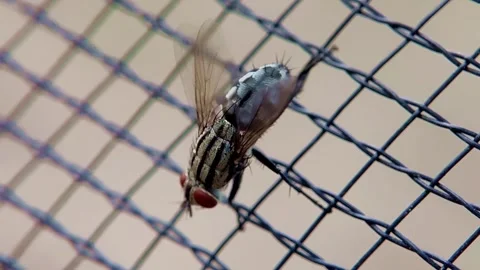 Close up a fly is playing with its feet on the net, defocused Stock Footage 252206566