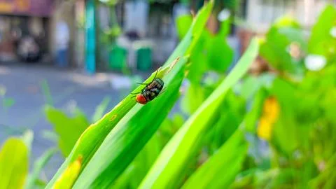 Close-up of a fly with red eyes on a leaf" Stock Photos
