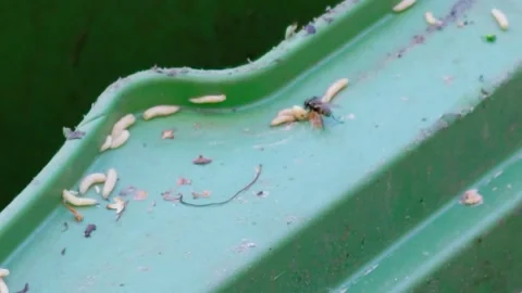 Close-Up of Fly Resting on Green Waste Bin Side Surrounded by Numerous White Stock Footage 339836387