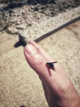 Close-Up of a Fly Resting on a Human Finger 库存照片