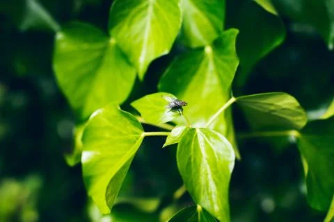 Close-up of fly resting on leaf in garden Stock Photos