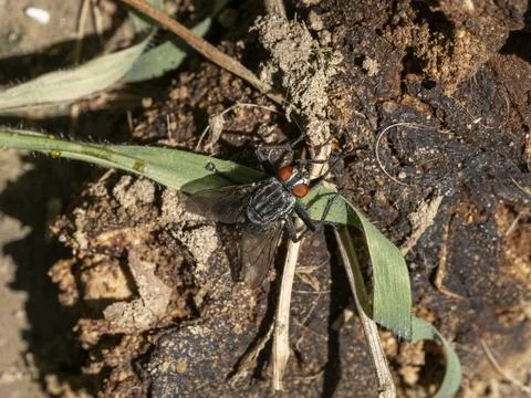 Close-up of fly resting on leaf Stock Photos