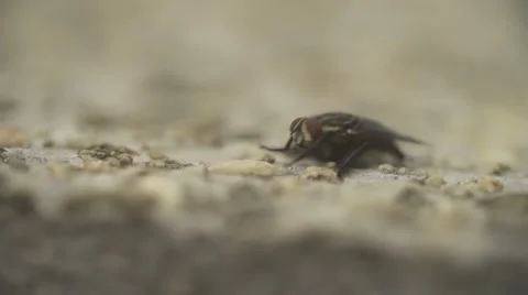 Close up fly rotate on stone floor 스톡 동영상 52090863