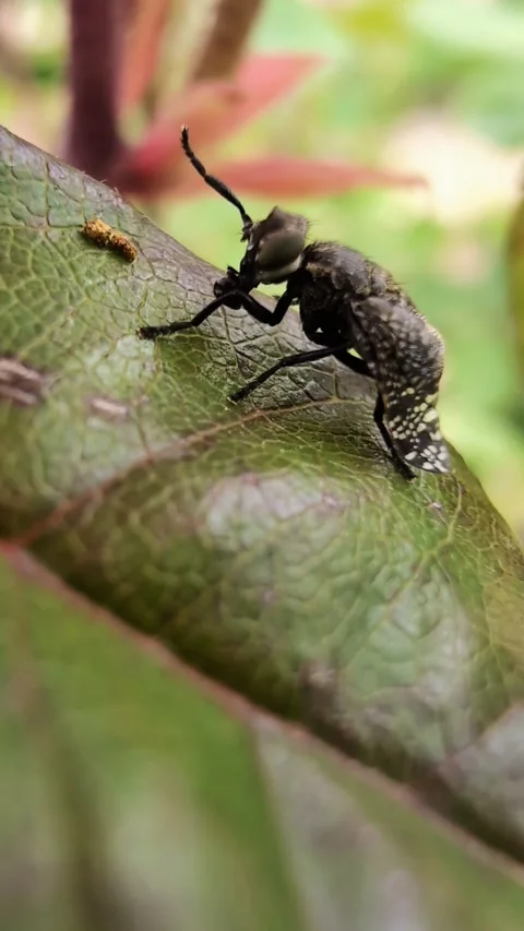Close-up of a fly rubbing its legs and walking on a swaying rosebush leaf. Stock Footage 303940122