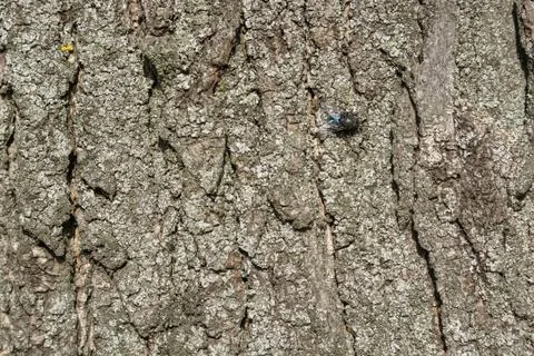 Close up fly sits on old bark Stock Photos