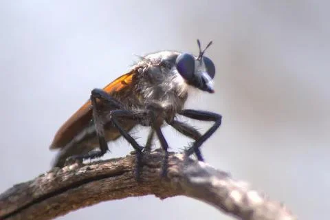 Close-up of a fly sitting on a thin branch Photos