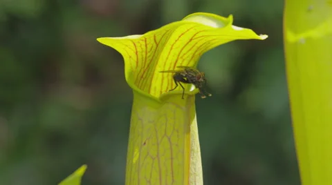 CLOSE UP: Fly sitting on top of carnivorous plant Stock Footage 42519778