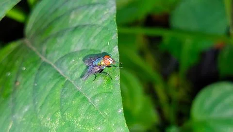 A close-up of a fly on a spinach flower. Stock Photos