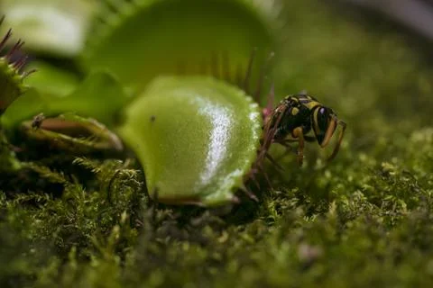 Close up of fly standing on venus flytrap Stock Photos