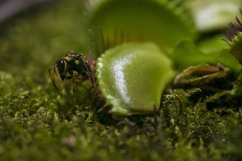 Close up of fly standing on venus flytrap Stock Photos