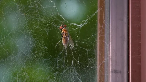 Close Up of Fly Struggling to Escape from Spider Web Stock Footage 345456615