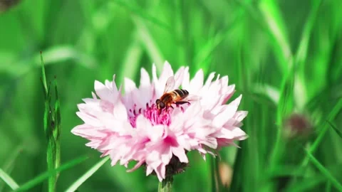 Close up of a fly sucking out nectar of a flower Stock-Footage 161861378