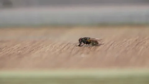 Close up of a fly on a table sensing the wood Video stock 284108844