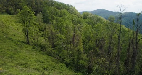 Close fly through trees looking over mountain range, USA drone aerial 4k Video stock 114137083