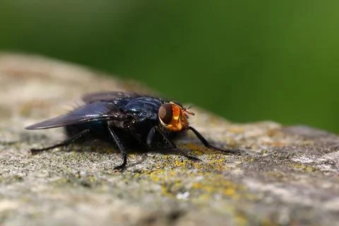 Close up Fly on a Tree Stump 写真素材