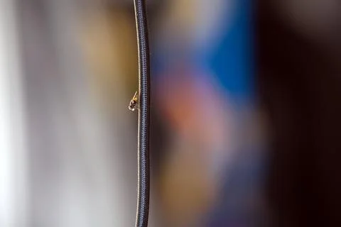 Close-Up of a Fly with waterdrop an a Cable Stock Photos