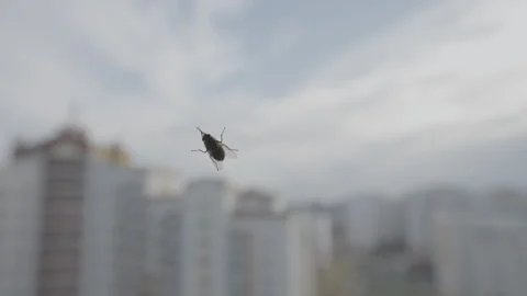Close up of fly on window with blurred city buildings in background Stock Footage 287935458