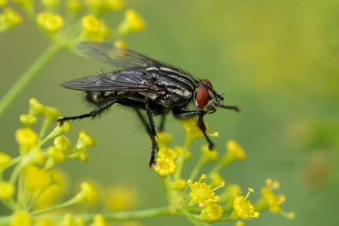 Close-up of a fly on yellow flowers Stock Photos