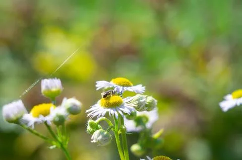Close-up of a flying bee over blooming wildflowers, possibly dandelions A dia Stock Photos