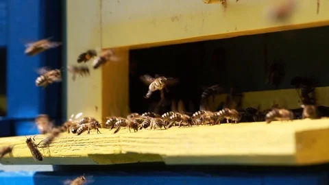 Close up of flying bees in the front of wooden beehive entrance Stock Footage 109053277