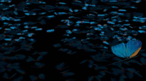 Close to the flying butterfly on the background of fluttering butterflies Stock Footage 54904898