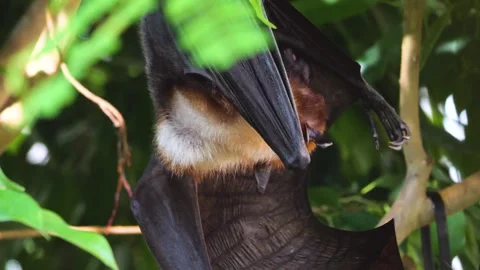 Close up of flying fox  Stock-Footage 251301848