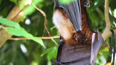 Close up of flying fox  Stock Footage 251302022