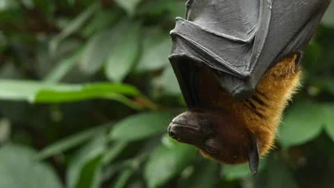 Close up of Flying fox hanging down Stock Footage 132854123