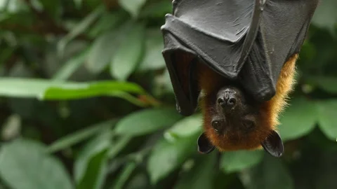 Close up of Flying fox hanging down Video stock 132855119