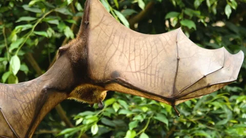 Close up of Flying fox hanging down Video stock 132857101