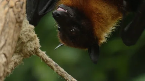 Close up of Flying fox hanging down Stock Footage 132882754